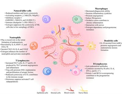 Peritoneal immune microenvironment of endometriosis: Role and therapeutic perspectives